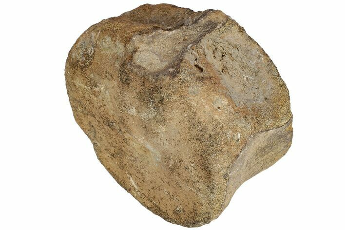 Sauropod Dinosaur (Duriatitan) Vertebra - England #206490